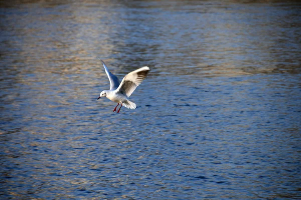 Vliegende zeemeeuw over rivier — Stockfoto