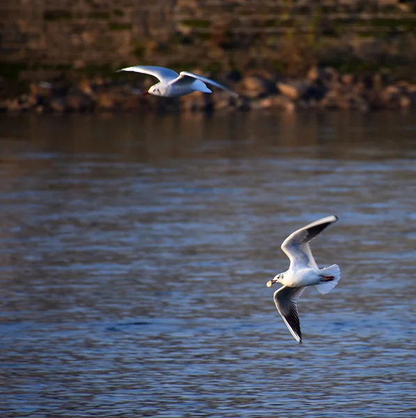 Flygande mås över floden — Stockfoto