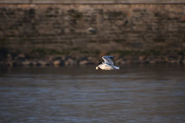 Flygande mås över floden — Stockfoto