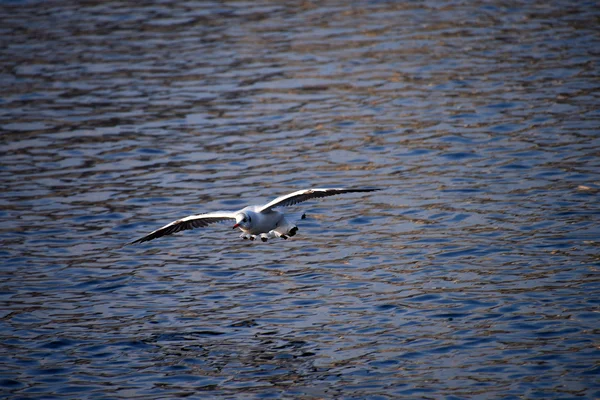 Gaivota voadora sobre o rio — Fotografia de Stock