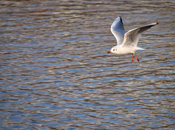 Flygande mås över floden — Stockfoto