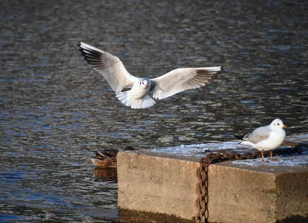 河上海鸥飞过 — 图库照片
