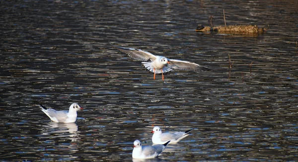 Möwe fliegt über Fluss — Stockfoto