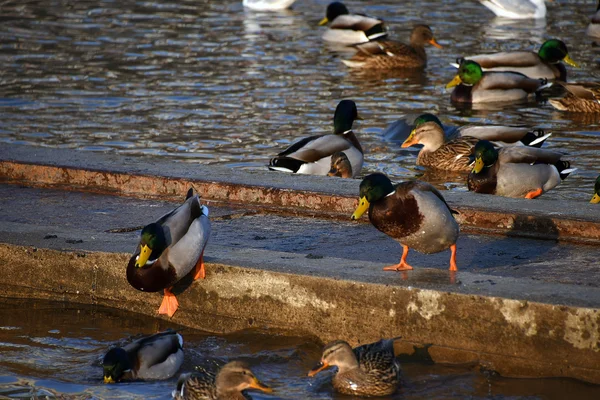 Entchen in der Nähe des Flusses — Stockfoto