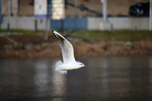 Flygande mås över floden — Stockfoto