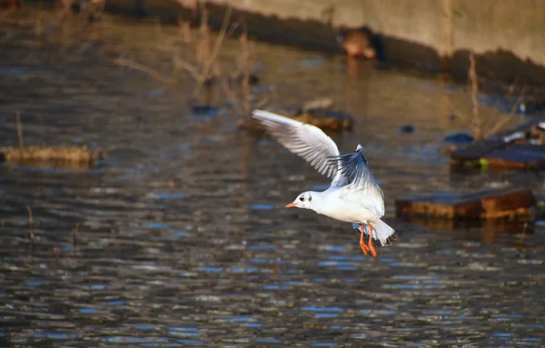 Flygande mås över floden — Stockfoto