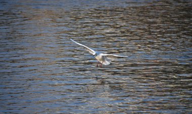 Nehir üzerinde uçan martı