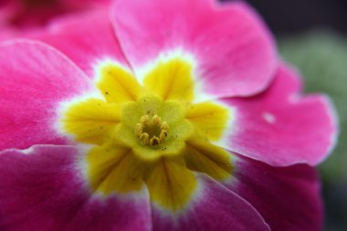 Ayrıntı pembe çuha çiçeği çiçek