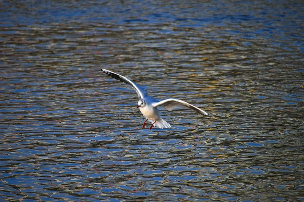 Gaivota voadora sobre o rio — Fotografia de Stock