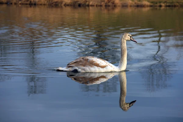 Schwan im Wasser — Stockfoto