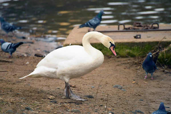Cisne cerca del río —  Fotos de Stock