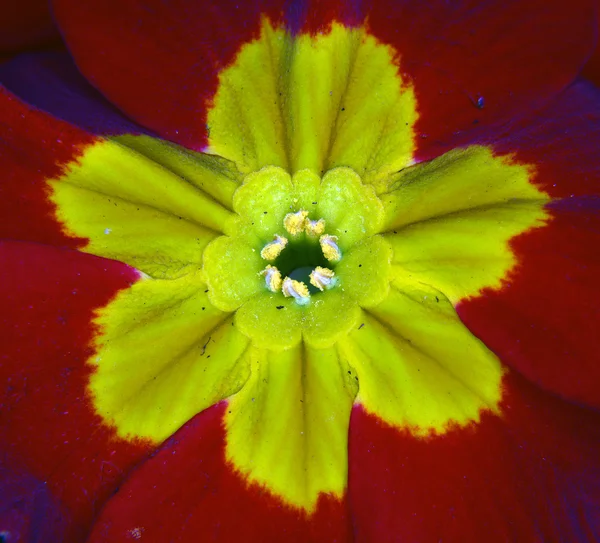 赤プリムラの花 — ストック写真