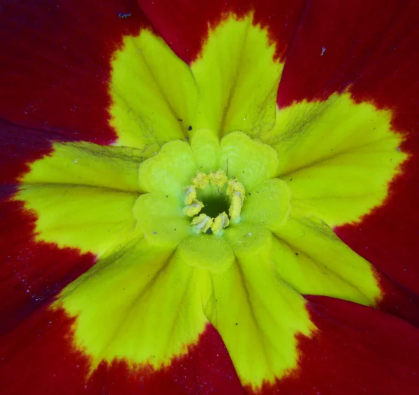 Flor de primula roja — Foto de Stock