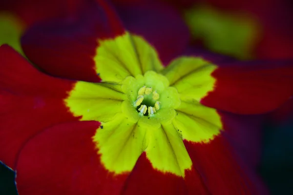 Flor de primula vermelha — Fotografia de Stock