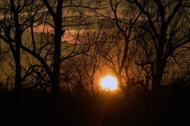 Sunset ağaçlar ile