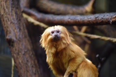 Bu pembe maymun ahşap üzerine