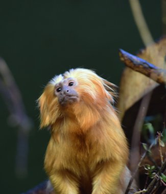 Bu pembe maymun ahşap üzerine