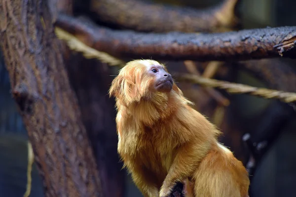 Tamarin på trä — Stockfoto