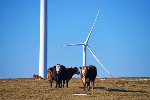 Mera üzerinde ineklerin kara