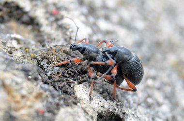 Dostum beatles kırmızı ayaklı