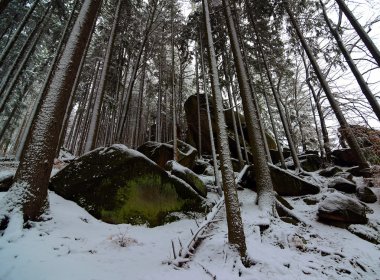 Orman büyük eğim ile kışın