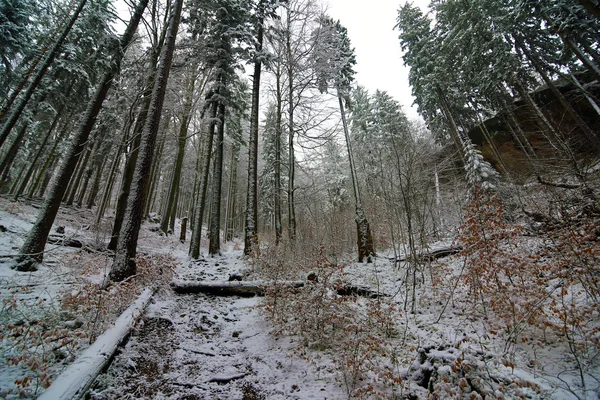 Forest in winter with big slope — Stock Photo, Image