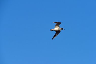 Kuşlar gölet üzerinde