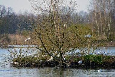 Kuşlar gölet üzerinde