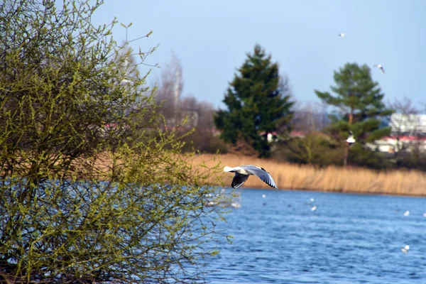 Birds over ponds — Stock Photo, Image