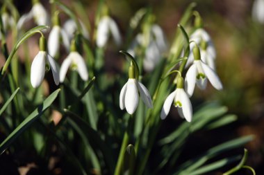 Kardelen çiçek çiçek