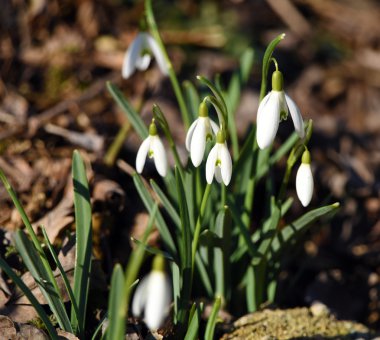 Kardelen çiçek çiçek