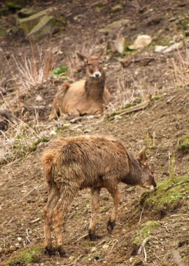 Cervus albirostris Park
