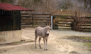 Eşek africanus çit yakınındaki