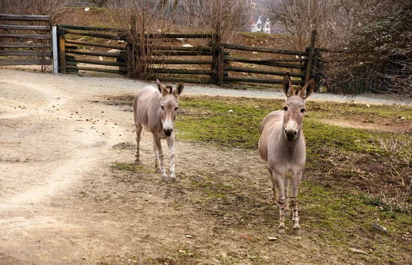 Burro africano perto da cerca — Fotografia de Stock