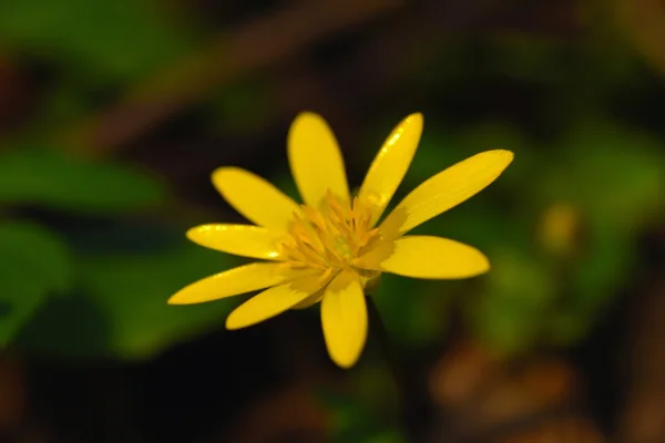Floración amarilla en primavera —  Fotos de Stock