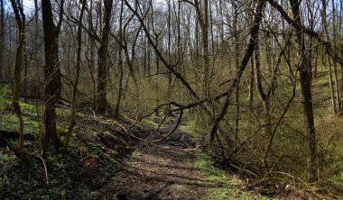 Bahar Orman ağaçları ile