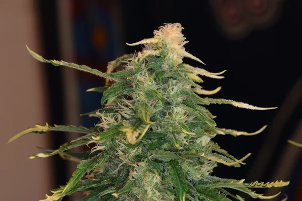Marihuana-Blüte mit weißen Haaren — Stockfoto