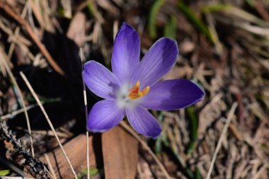 Menekşe bitkisi safran