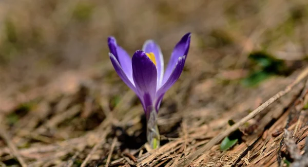 Menekşe bitkisi safran — Stok fotoğraf