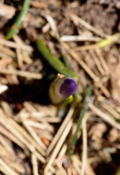 紫クロッカス サフラン — ストック写真