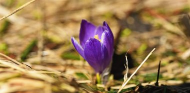 Menekşe bitkisi safran