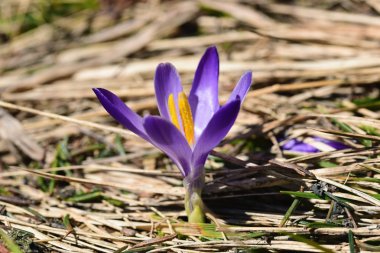 Menekşe bitkisi safran