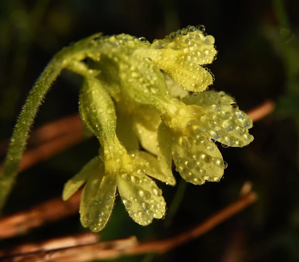 Detail van cowslip bloem — Stockfoto