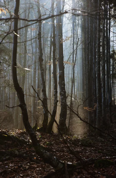 春の時間の朝の森 — ストック写真