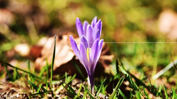 Alpler'de safran bitkisi — Stok fotoğraf