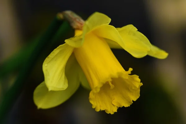 Narcisse fleur jaune — Photo