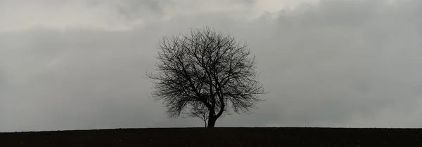 Wiśniowe drzewo w dziedzinach — Zdjęcie stockowe