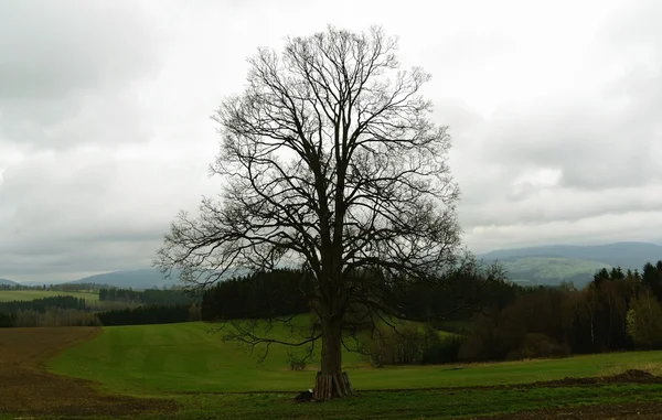 Árvore no campo — Fotografia de Stock