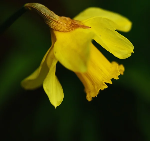 Narciso flor amarela — Fotografia de Stock