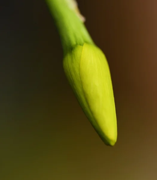 Квітка нарциса жовтий — стокове фото